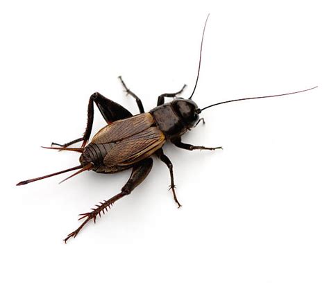 Royalty Free Cricket Insect Pictures, Images and Stock Photos - iStock