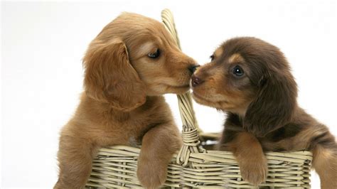 Adorable Dachshund Puppies - HD Wallpaper