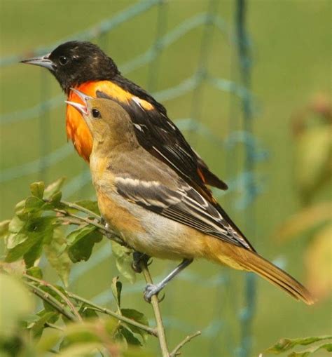 Oriole Pair, Bird Pairs, Backyard Birds, Animals Birds, Beautiful Birds ...