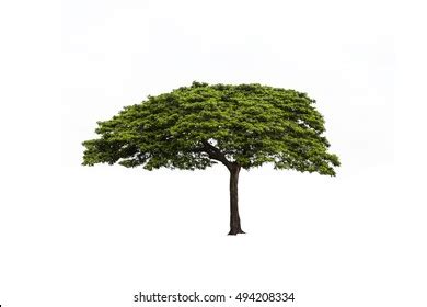 1,114 Albizia Saman Tree Images, Stock Photos & Vectors | Shutterstock