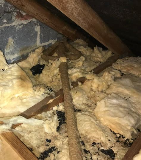 Learn how to get rid of rats in the attic for good | Loft Rodent Control