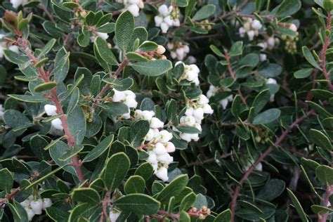 Arctostaphylos 'Emerald Carpet' (Carpet Manzanita) – Ricardo's Nursery