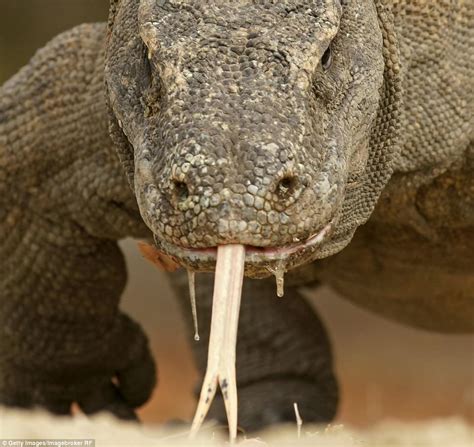 Close-up photos capture the world's most fearsome animals | Daily Mail ...