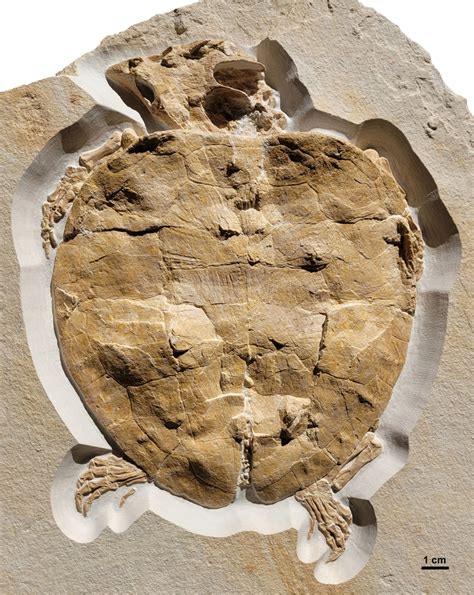 Perfectly preserved turtle fossil gives clues to habitat 150 million ...