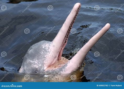 AMAZONIAN DOLPHIN (boto) stock photo. Image of amazonian - 60802782