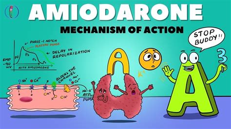 What Is Amiodarone Mechanism Of Action? The 18 Top Answers ...