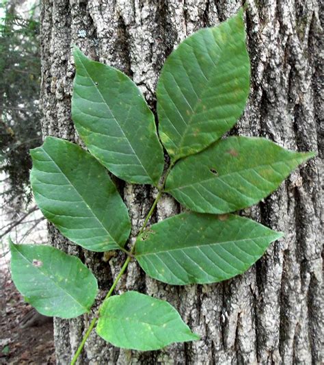 White Ash (Fraxinus americana) | Plant leaves