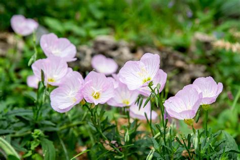 Pink Evening Primrose: Plant Care & Growing Guide