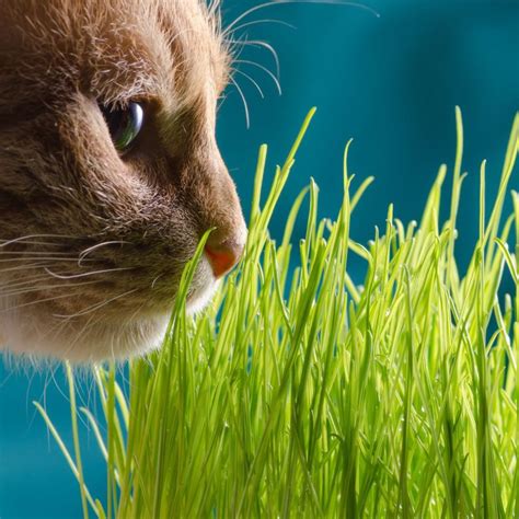 Cat Grass seeds | The Seed Collection