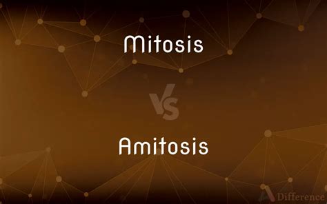 Mitosis vs. Amitosis — What’s the Difference?