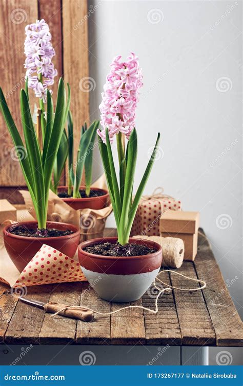 Potted hyacinths stock image. Image of flora, beautiful - 173267177