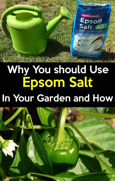 Epsom salt for plants How to use epsom salt in the Garden and why ...