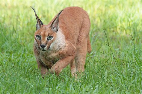 Caracal : Facts, Habitat, Diet, Kitten, Price, Pictures | Animals Adda