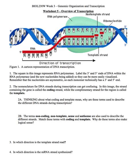 Dna Template Vs Coding Strand