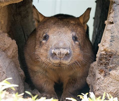 10 Awesome Wombat Facts - Rainforestation Nature Park