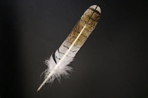 Female red hawk tail feather (mature) - Centralia Fur & Hide