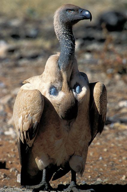 Cape Vulture - found mainly in South Africa, Lesotho, Botswana & some ...