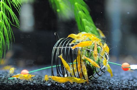 8 Facts About Aquarium Shrimp - FishLab.com