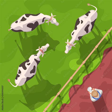 Cattle semi flat vector illustration top view. Domestic animals on ...