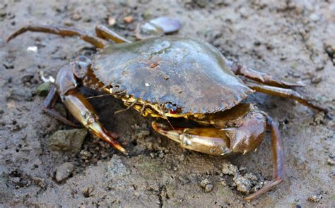 Australian Man Catches Gigantic Mud Crab With Bare Hands