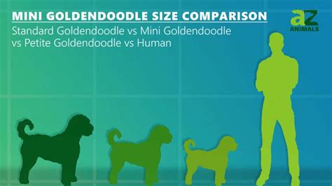 Mini Goldendoodle Size Comparison: Is This Pup Perfect for You? - IMP WORLD