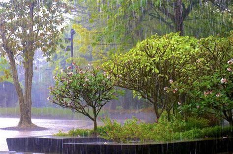 rain-gardens-bay-botanic-singapore-s-rainy-asia-138153958 - รับตัด ...