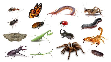 Pet Insects In English Language | Types of Pet Insects | Insects That ...