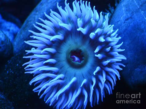 Sea Anemone in Blue Photograph by Shawn O'Brien - Fine Art America