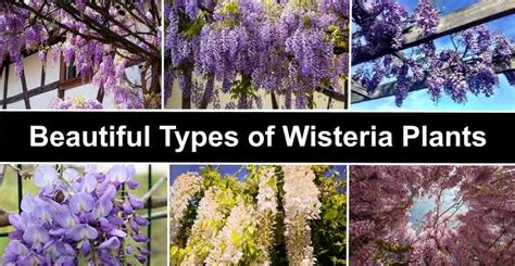 Types of Wisteria Plants: Trees and Vines (With Flower Pictures)