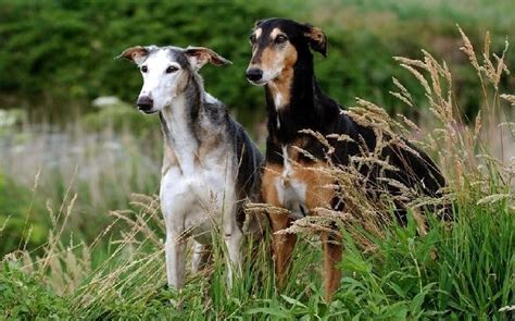 All About Polish Greyhound (Polski) – Origin, Behavior, Trainability ...