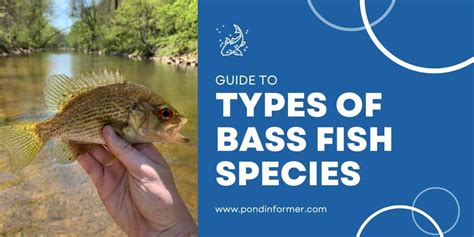 26 Types of Bass Species (ID + Pictures) - Pond Informer