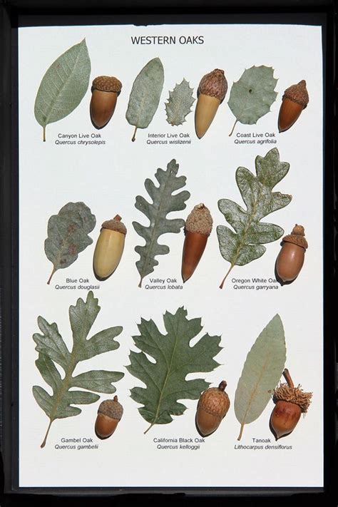 Oak Leaf and Acorn Display (Western Oaks) | Tree leaf identification ...