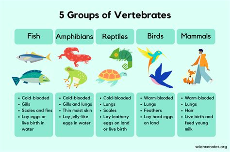 The Five Groups of Vertebrates