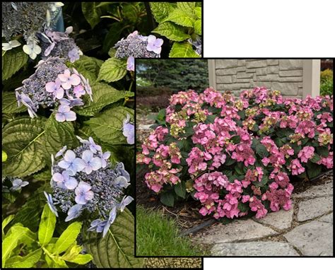 POP STAR HYDRANGEA – Hinsdale Nurseries – Welcome to Hinsdale Nurseries