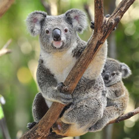 Animal Koala HD Wallpapers - Wallpaper Cave