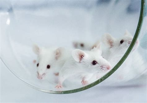 Live Knockout Mice & Conditional Knockout Mice - Atlantis Bioscience ...