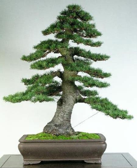 Real Cedar Bonsai & A Good Neighbor | Bonsai Bark