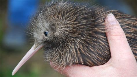 John Oliver ruffles feathers in New Zealand's Bird of the Century ...