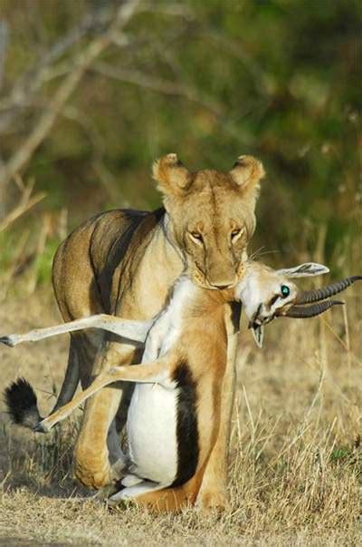 WILD LIFE: lions-hunting