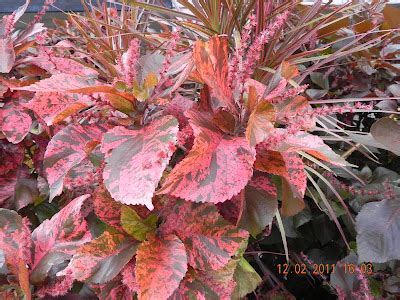 my G@Rdening frenzY: ACALYPHA WILKESIANA