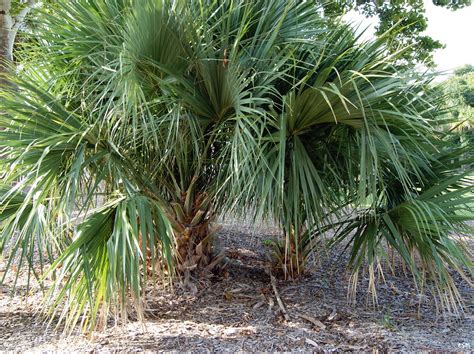 a large palm tree sitting in the middle of a forest