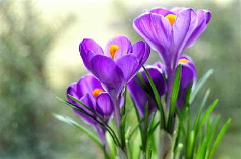 Bunch of purple flowers, crocus HD wallpaper | Wallpaper Flare