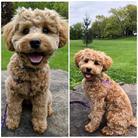 Grooming the Adult Schnoodle - Growing Puppies Schnoodles