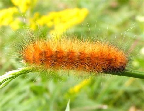 Virginia Tiger Moth Caterpillar | Project Noah