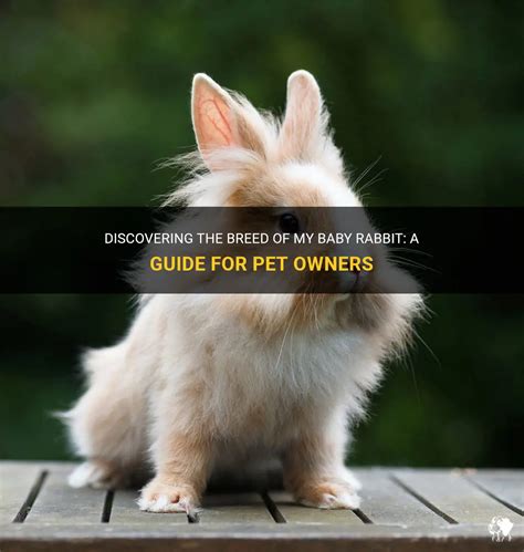 Discovering The Breed Of My Baby Rabbit: A Guide For Pet Owners | PetShun