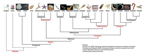 Phylogenetic tree of Metazoa by Concavenator on DeviantArt