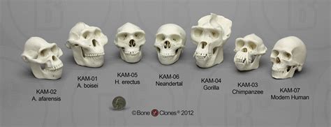 Evidence / Findings - Hominin Evolution