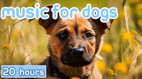 RELAXING DOG MUSIC | Classical Music Therapy to Comfort Dogs! [NEW ...