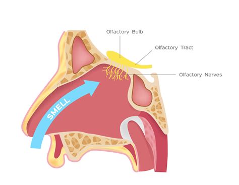 Parts Of The Nose And Their Functions For Kids