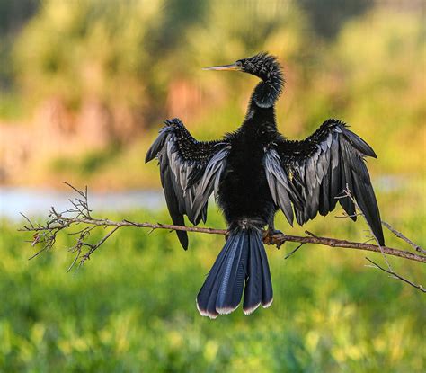 Bird of the week: Anhinga | Your Observer